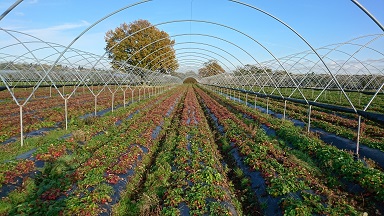 vine weevil damage in strawberry field